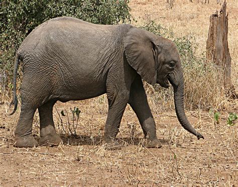 Elephant Baby Smiling Photograph by Deidre Elzer-Lento - Fine Art America