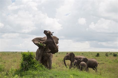 Dramatic photos show elephant flinging buffalo into the air | WTF ...