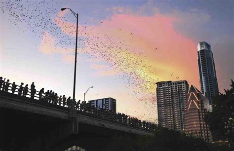 Ann Richards Congress Avenue Bridge Bats | Austin, TX