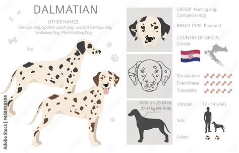 Dalmatian dogs clipart. Different poses, coat colors set Stock Vector | Adobe Stock