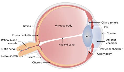 Chorioretinitis | Concise Medical Knowledge