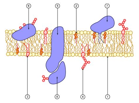 File:Cell membrane scheme.png - Wikipedia