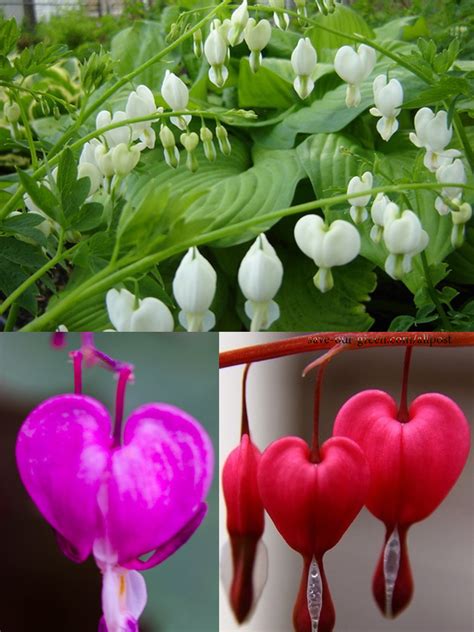 Bleeding heart flower- The valentine flower - Save Our Green