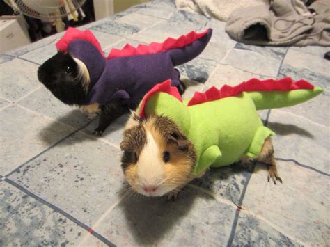 Guinea Pig Clothes on Pinterest | Guinea Pig Costumes, C&c Cage and Guinea Pig Cages