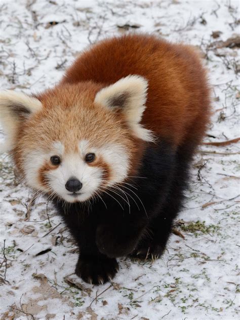 Red Panda Facts - astonishingceiyrs