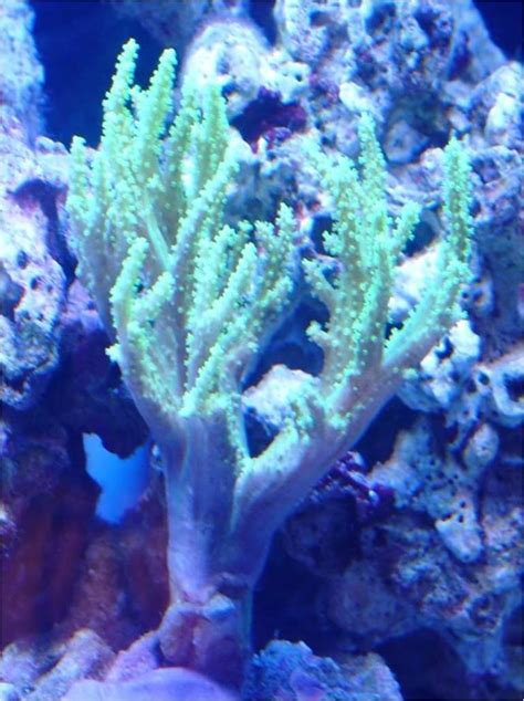 Good Corals For Beginners – Leather Corals - Reef Aquarium