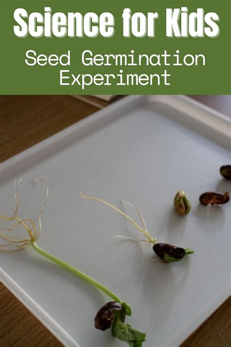 Seed Germination Experiment For Kids