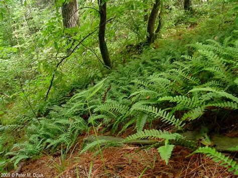 Polypodium virginianum (Common Polypody): Minnesota Wildflowers