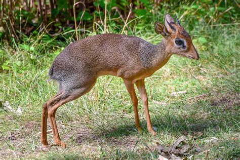 View an Interactive Map of The Maryland Zoo