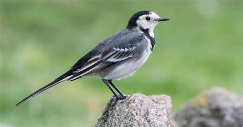 Black and White Birds in the UK (Identification Guide) | Birdfact