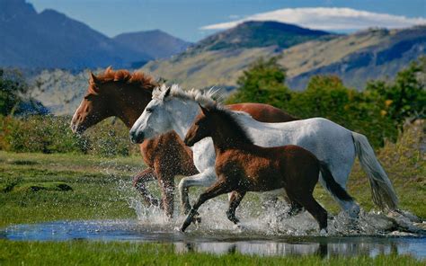 Beautiful Horses Wallpapers - Wallpaper Cave