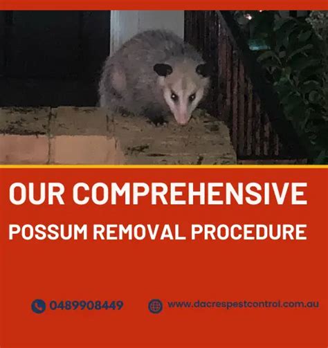 Possum Control & Possum Removal Karragarra Island: Dead Possum Removal ...