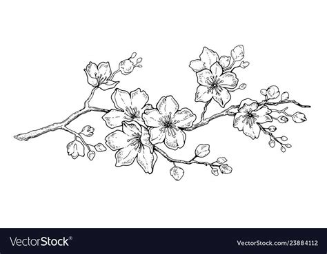 Cherry flower blossom botanical art spring vector image on VectorStock | Cherry blossom tattoo ...