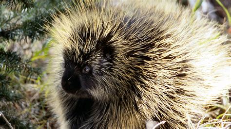 Porcupines' Prickly Quills Could Lead To Easier Injections : Shots ...