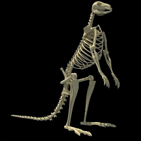 Kangaroo Skeleton 3D model | CGTrader