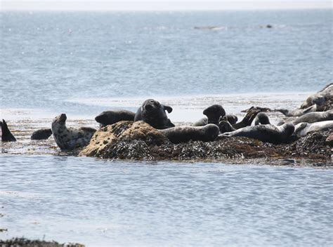 Discover nature and animals in Wales | Visit Wales