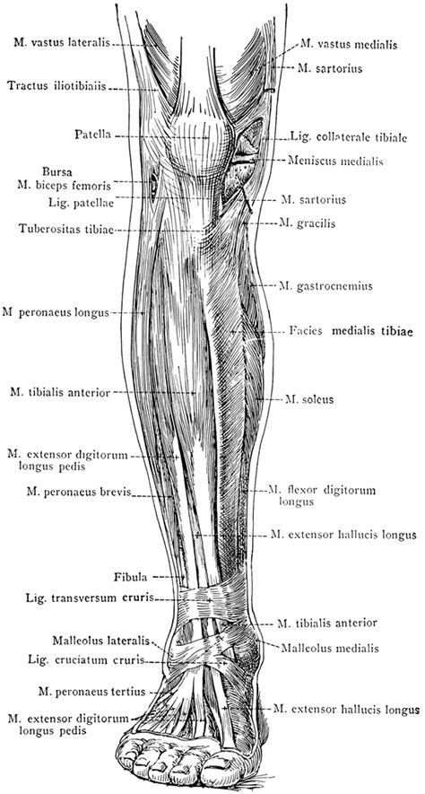 Leg Muscle Diagram Anterior Anatomy Of Leg Muscles Anatomy System | Images and Photos finder