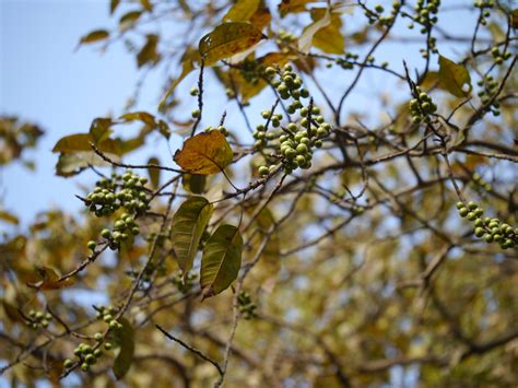 Ramanjir (Hindi: रामअञ्जीर) | Moraceae (mulberry family) » F… | Flickr