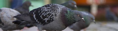 What problems do pigeons cause? - NBC Environment