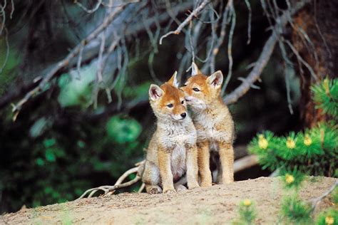 Wild Coyote Pups Canis Latrans Photograph by Thomas And Pat Leeson | Fine Art America