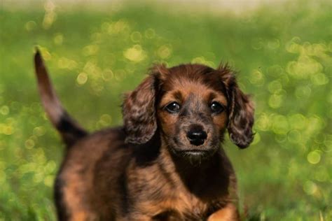 15 Things You Should Know About the Chiweenie - Breed Information Guide | Your Dog Advisor