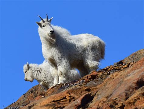 Identifying Vulnerable Mountain Goat Populations (U.S. National Park ...