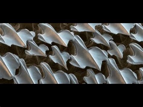 Shark Skin Created With Teeth! Biomimicry Applications. DNews. Creation ...