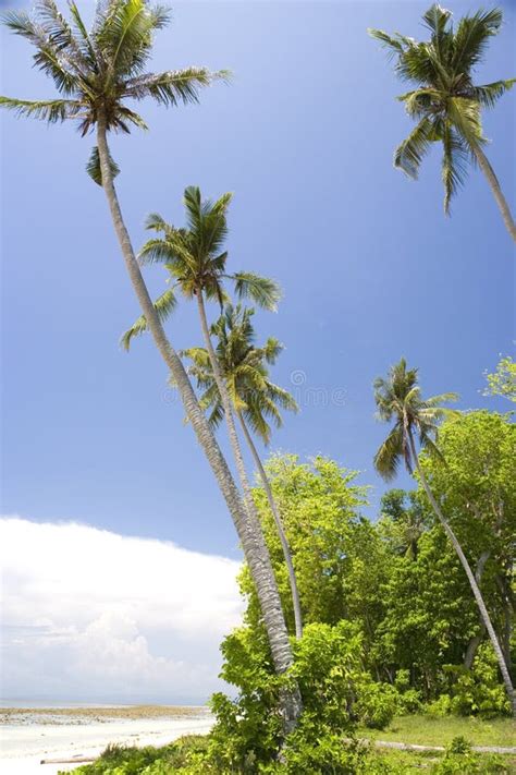 Coconut Palm Trees and Beach Stock Image - Image of coconut, outdoors: 4816951