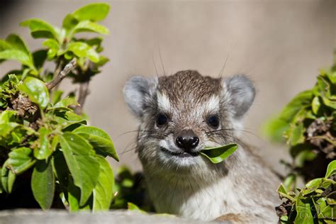 Hyrax - Alchetron, The Free Social Encyclopedia