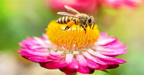 What Do Bees Eat? - A-Z Animals