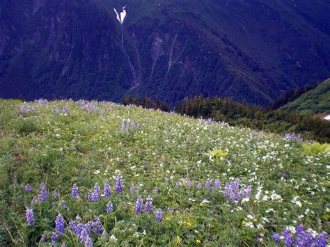 Valley of Flowers Trek Guide - How to do a solo trip under 2500 INR?