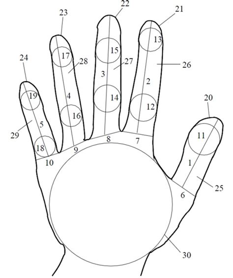 Basic Principles and Trends in Hand Geometry and Hand Shape Biometrics ...