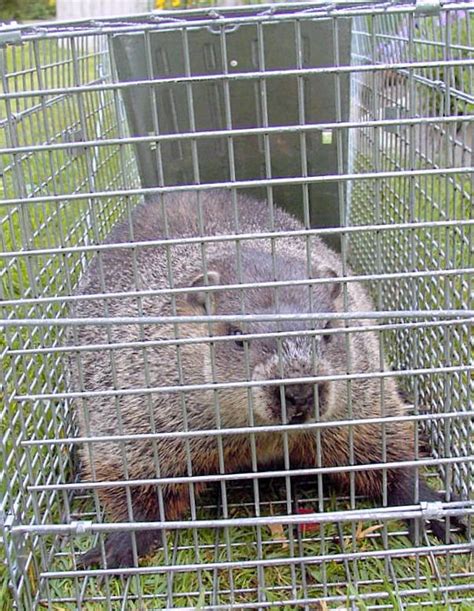 Groundhog Removal – New Jersey Wildlife & Pest Control