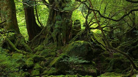 Trees Trunk Branches Covered With Algae In Jungle HD Jungle Wallpapers ...