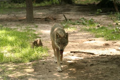 Free Images : forest, canine, wildlife, zoo, mammal, wolf, fauna, enclosure, animals, mammals ...