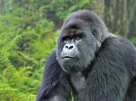 Mountain Gorilla | Gorillas | WWF