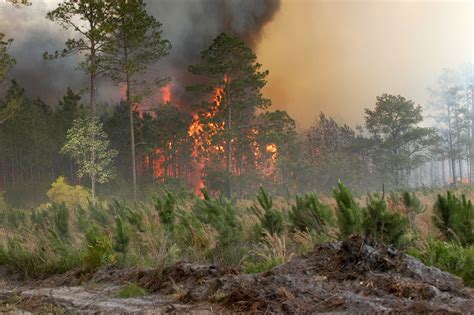 Okefenokee Swamp Fire – SustainAtlanta