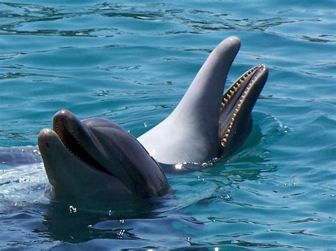 Laughing Dolphins Photograph by Noreen HaCohen - Pixels