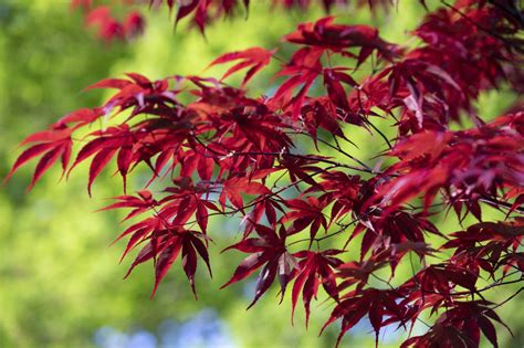 Japanese Acers: The ultimate guide to what to grow, how to grow it and the best acer varieties ...