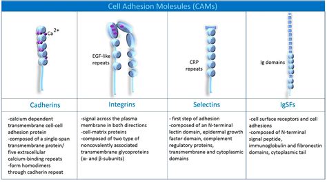 Physicochemical Principles of Adhesion Mechanisms in the Brain