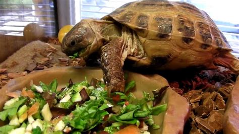 Russian Tortoise Food | Favorite & Disliked Food, Vegetables