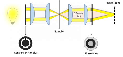 Phase-Contrast Microscopy