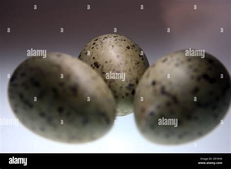 Herring Gull eggs Stock Photo - Alamy