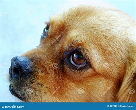 Sad Looking Dog Stock Photos - Image: 202823