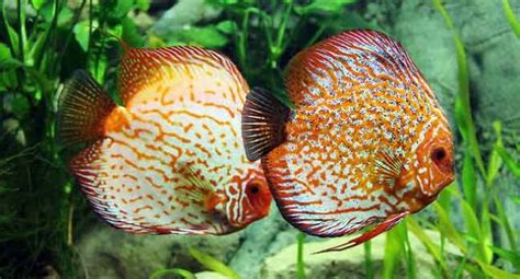 Tropical Fish Breeding – Aquarium Tips