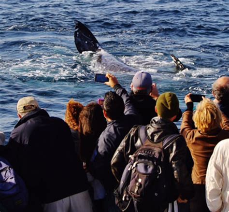 Whale Watching San Diego - Whale Watching at H&M Landing