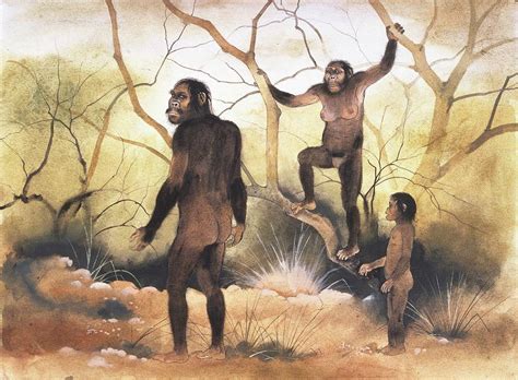 Australopithecus Afarensis #1 Photograph by Natural History Museum, London/science Photo Library ...