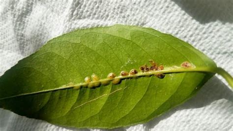 Scale Insects on Indoor Plants | University of Maryland Extension