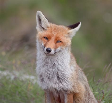 Smiling Fox by RobertoBertero on DeviantArt