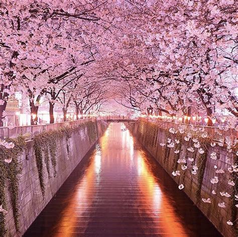 Cherry Blossom Walk, Japan | 花の咲く木, 風景, 桜の壁紙